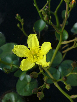 Running Marsh Flower (Villarsia reniformis) propogated in our nursery and now growing in Redman Bluff Wetlands Running Marsh Flower (Villarsia reniformis) in Blue Lake South at Grampians Paradise